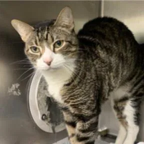 An adult medium-sized male Gray / Blue / Silver Domestic Short Hair cat named Charlie for adoption in DeKalb, IL