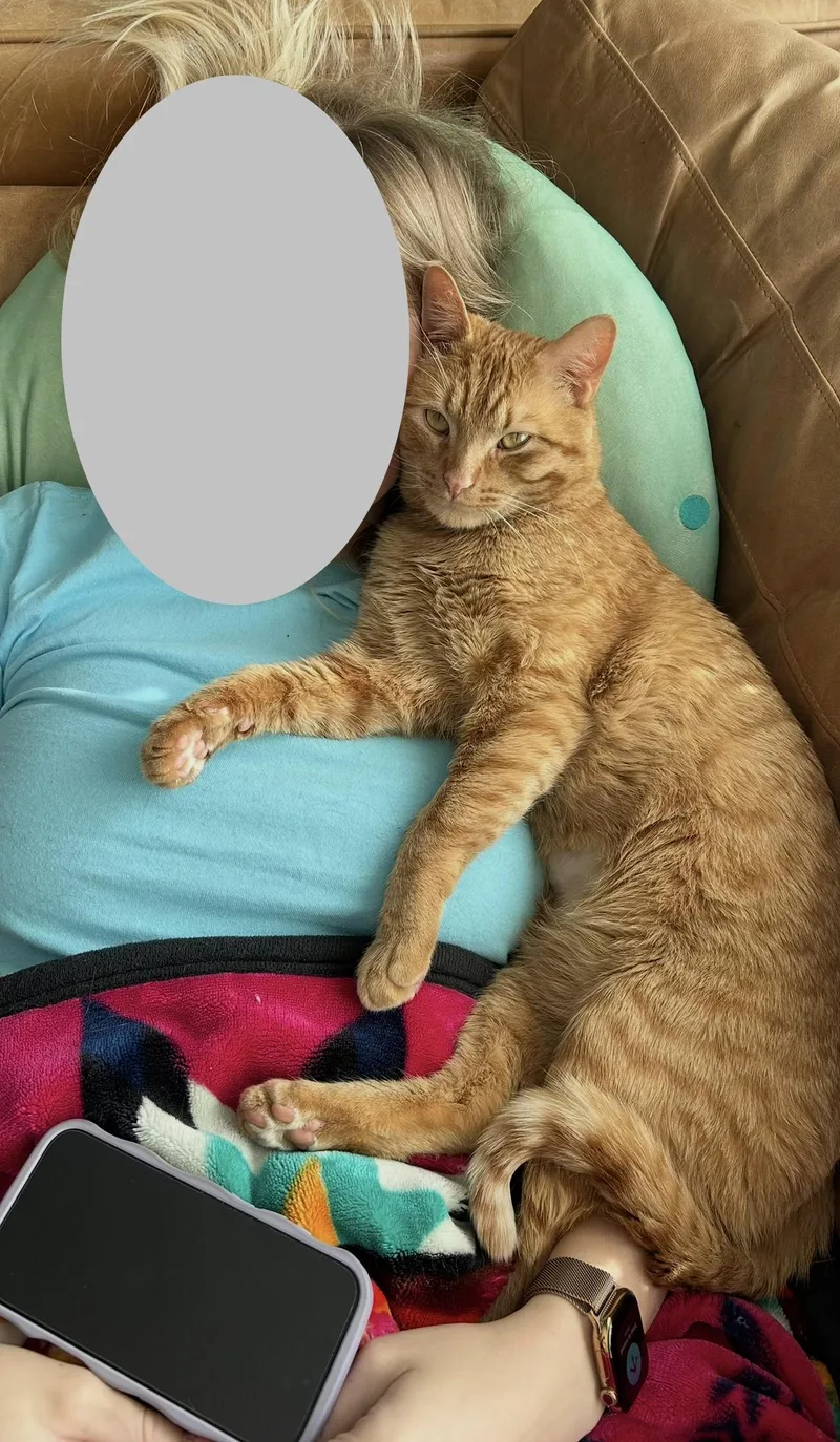 A young medium-sized male Tabby (Orange / Red) Domestic Short Hair cat named Cheeto for adoption in Lakewood, CO