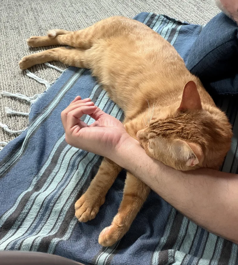 Cheeto thumbnail 3