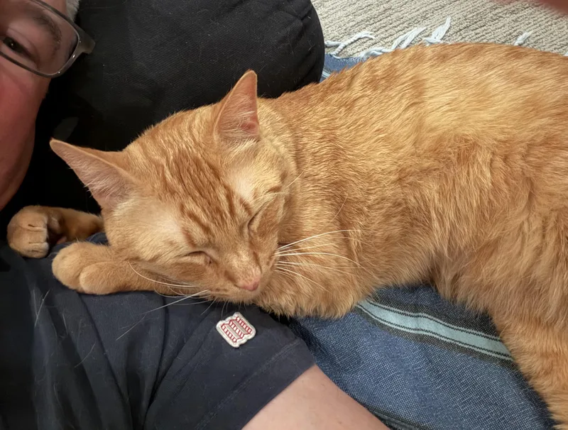 Cheeto thumbnail 4