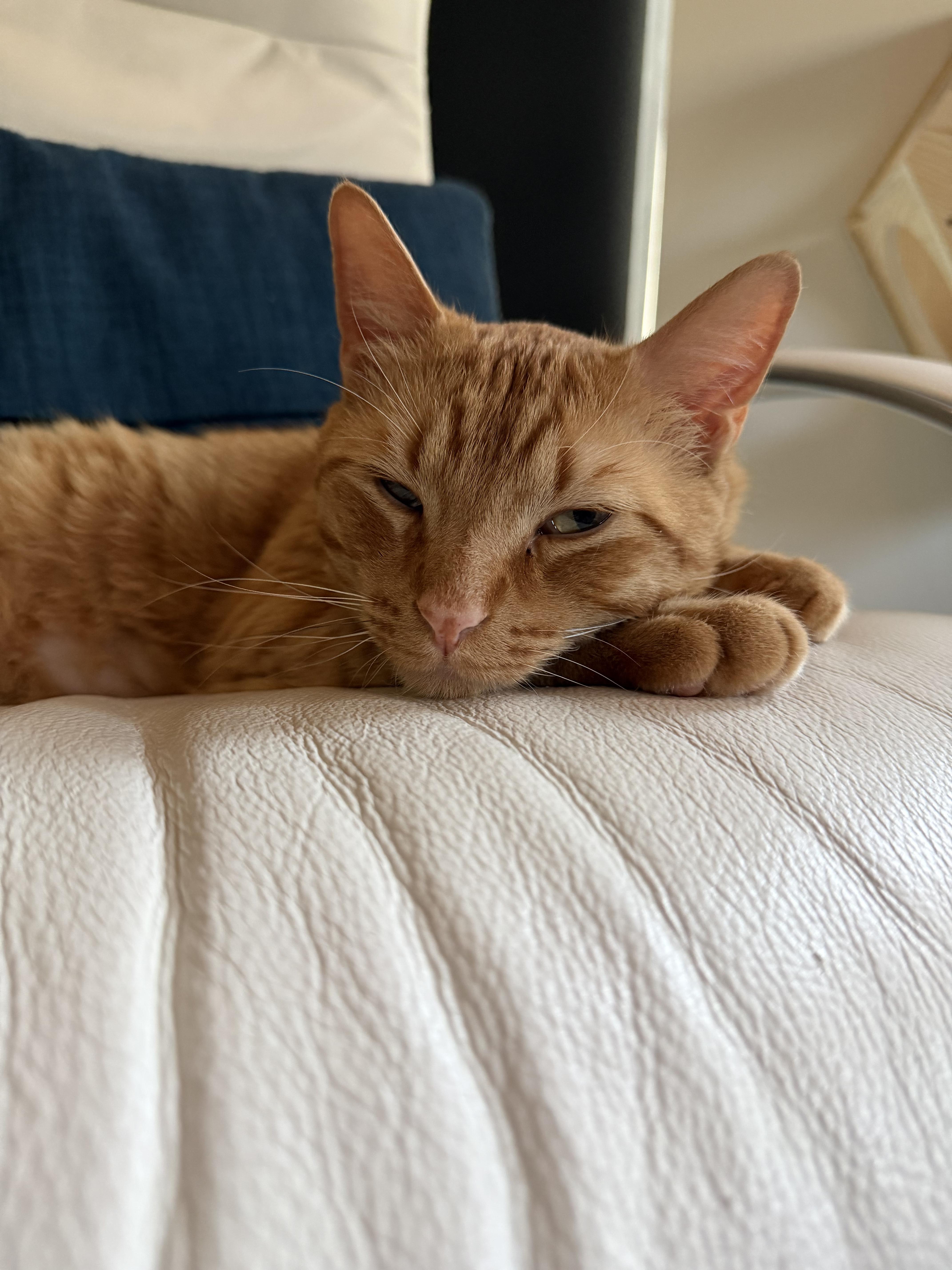 Cheeto thumbnail 5