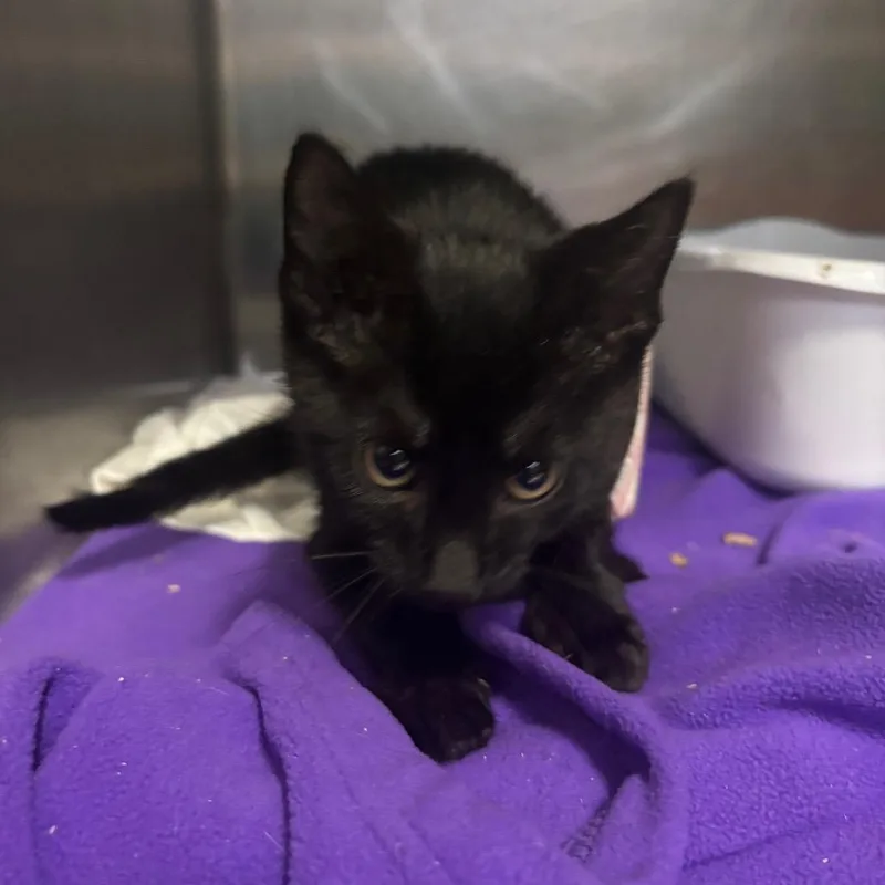 A baby small-sized male Black Domestic Short Hair cat named Mr. B for adoption in Lakeland, FL