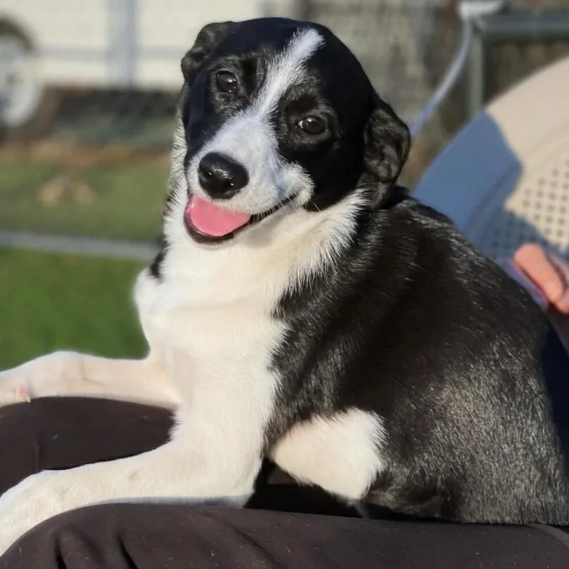 A baby small-sized female Tricolor (Brown, Black, & White) Mixed Breed dog named Nyx for adoption in Long Island City, NY