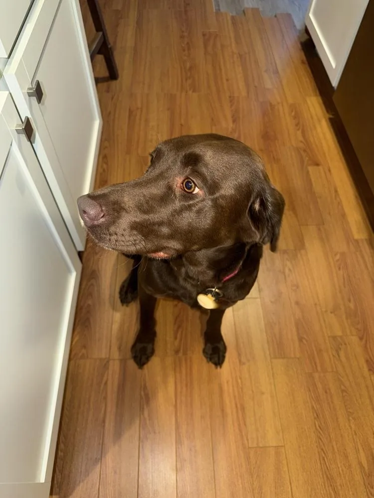 An adult large-sized female Labrador Retriever dog named Rio for adoption in South Bend, IN