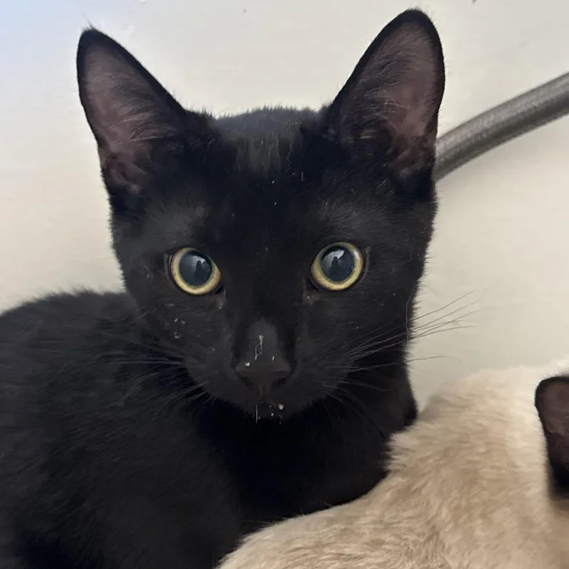 A baby small-sized male Domestic Short Hair cat named Kinger for adoption in Cumming, GA