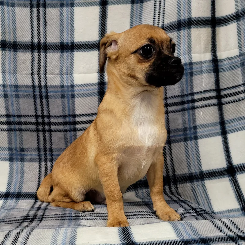 A baby small-sized male Yellow / Tan / Blond / Fawn Pug dog named Beau for adoption in Lincolnwood, IL