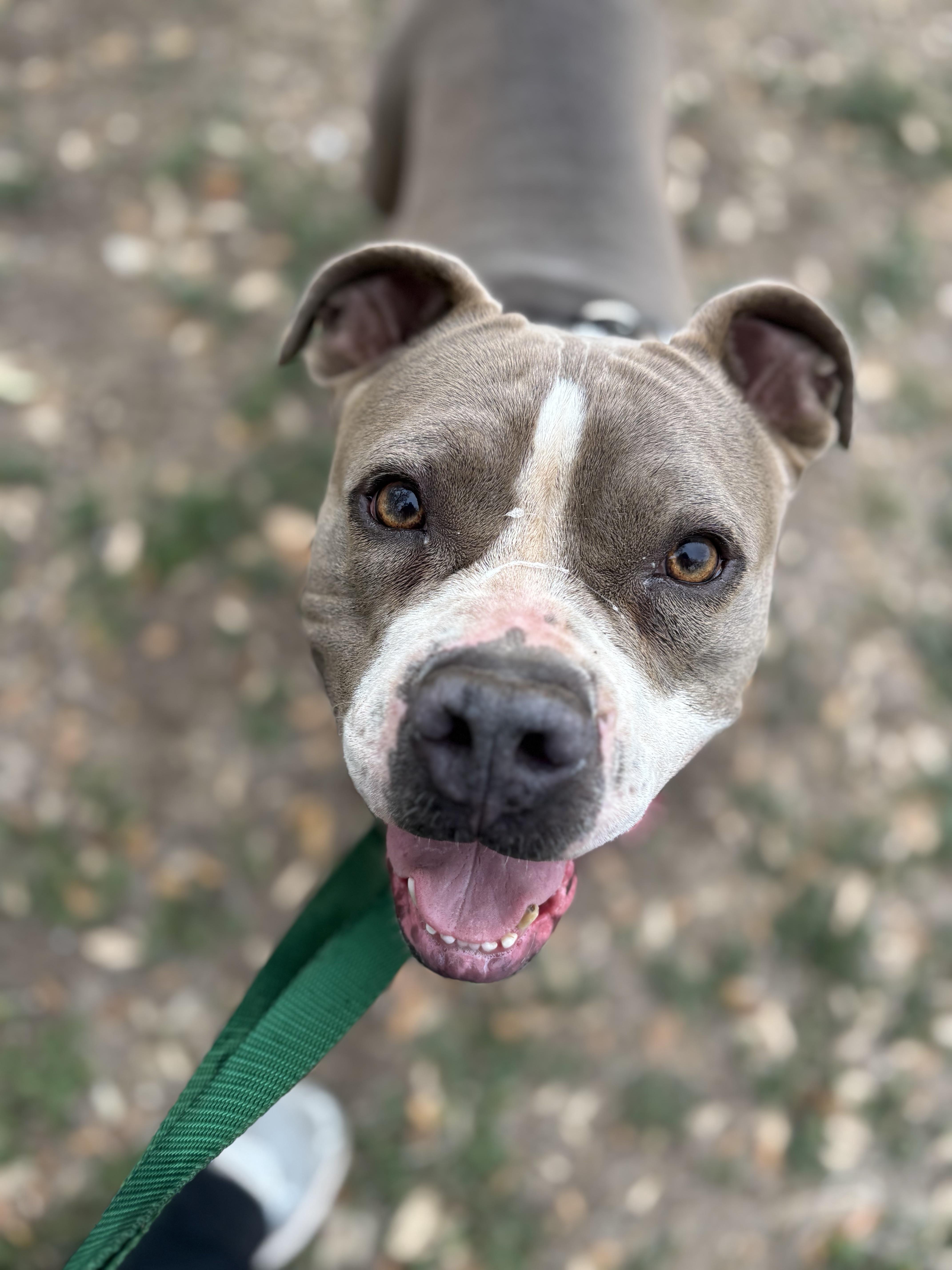 A young medium-sized female Brown / Chocolate Pit Bull Terrier dog named Nikita for adoption in Blanco, TX