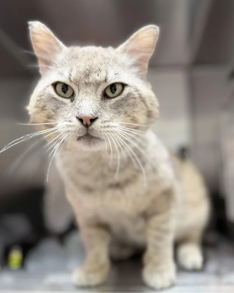 A senior large-sized male Domestic Short Hair cat named Bertram for adoption in Oakland, CA
