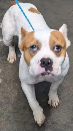 An adult medium-sized female White / Cream Pit Bull Terrier dog named Xena for adoption in Evansville, IN