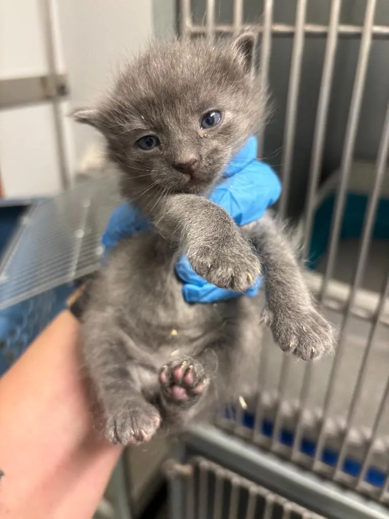 A baby small-sized female Domestic Long Hair cat named Data for adoption in Mustang, OK