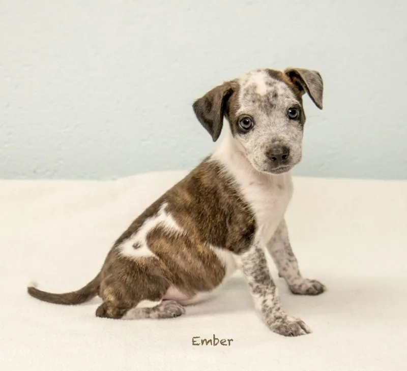 A baby medium-sized female Hound dog named Ember for adoption in Manchester, CT