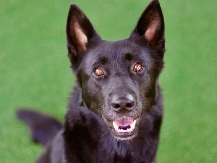 A young large-sized female German Shepherd Dog dog named Lizzy for adoption in Los Angeles, CA