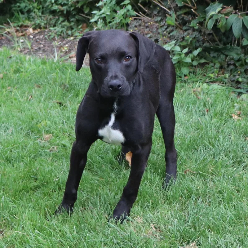A baby medium-sized male Tricolor (Brown, Black, & White) Mixed Breed dog named Paul for adoption in Port Washington, NY