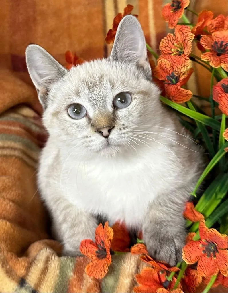 A baby small-sized female Domestic Short Hair cat named Kelsey for adoption in Stillwater, OK