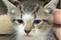 A baby medium-sized male Domestic Short Hair cat named Russet for adoption in West Chester, PA
