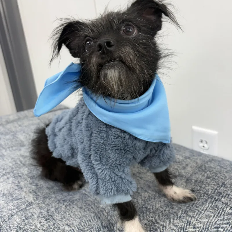 An adult small-sized male Chihuahua dog named Pierre Sanders for adoption in Cibolo, TX