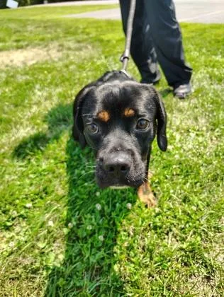 An adult medium-sized male Mixed Breed dog named Shadow for adoption in Clarks Summit, PA