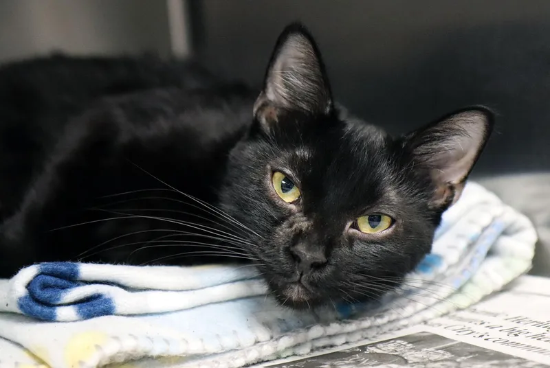 A young medium-sized female Black Domestic Short Hair cat named Penelope for adoption in Kansas City, KS
