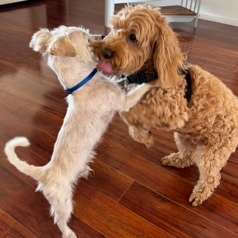 An adult small-sized male White / Cream Mixed Breed dog named Jonathan for adoption in San Francisco, CA