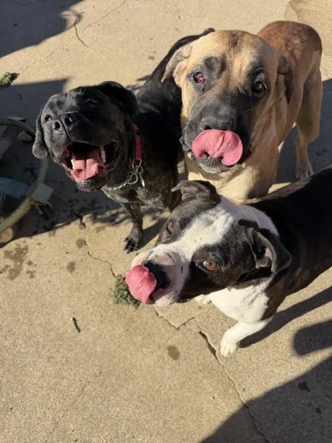 A young medium-sized female Black Cane Corso dog named Essie for adoption in Lafayette, CA