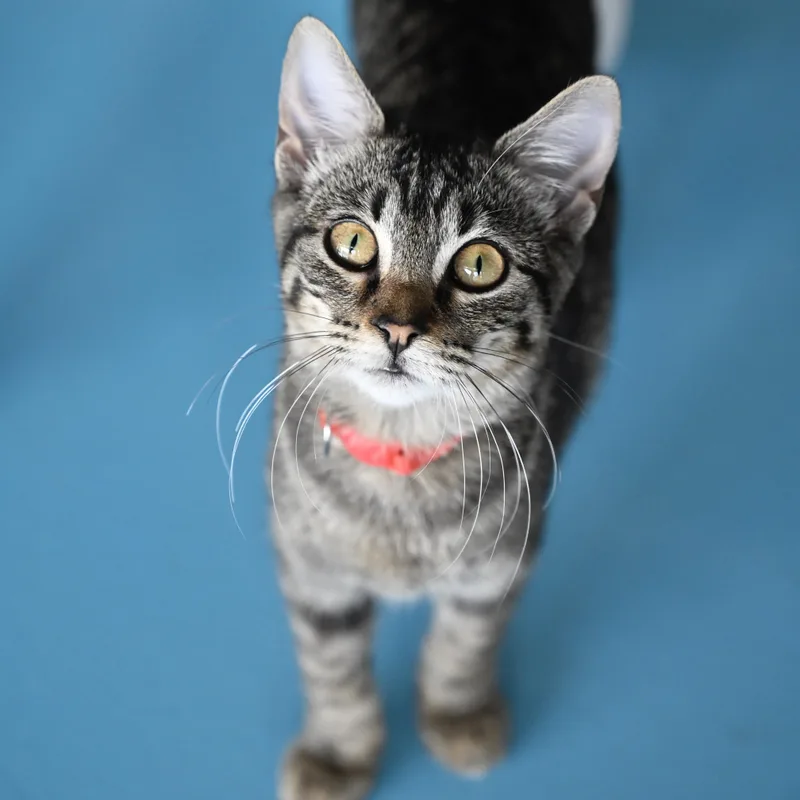 A baby small-sized female Tabby (Brown / Chocolate) Domestic Short Hair cat named Forest for adoption in Liverpool, TX