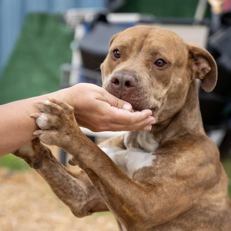 An adult medium-sized female Brindle Pit Bull Terrier dog named Melanie for adoption in Elizabeth City, NC
