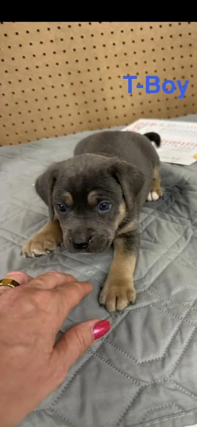 A baby small-sized male Mixed Breed dog named Tboy for adoption in Grand Rapids, MI