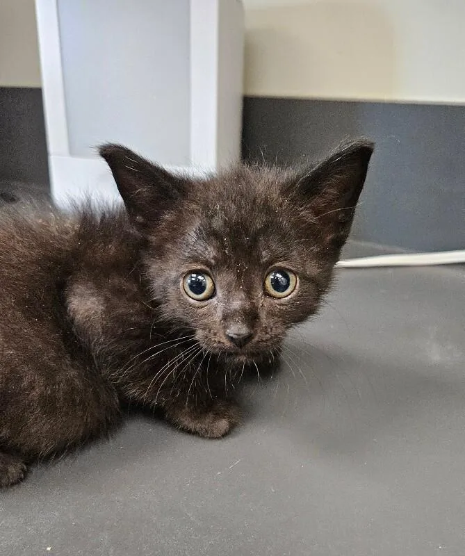 A young medium-sized female Black Domestic Short Hair cat named Lucky Charms for adoption in Disputanta, VA