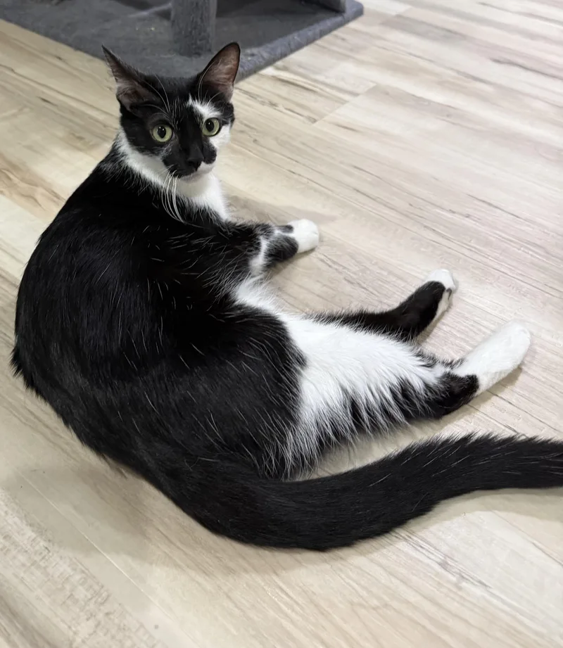 A young small-sized female Black Domestic Short Hair cat named Shamu for adoption in Indianapolis, IN