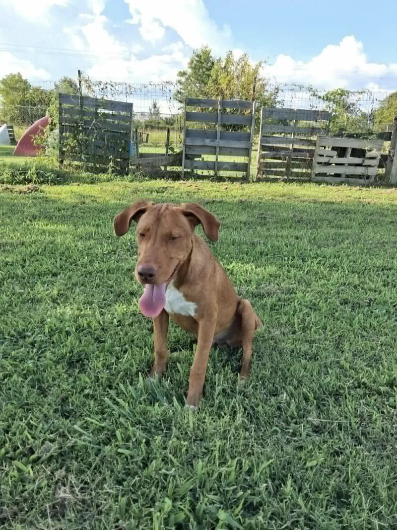 A young medium-sized male Hound dog named Red for adoption in Manchester, CT