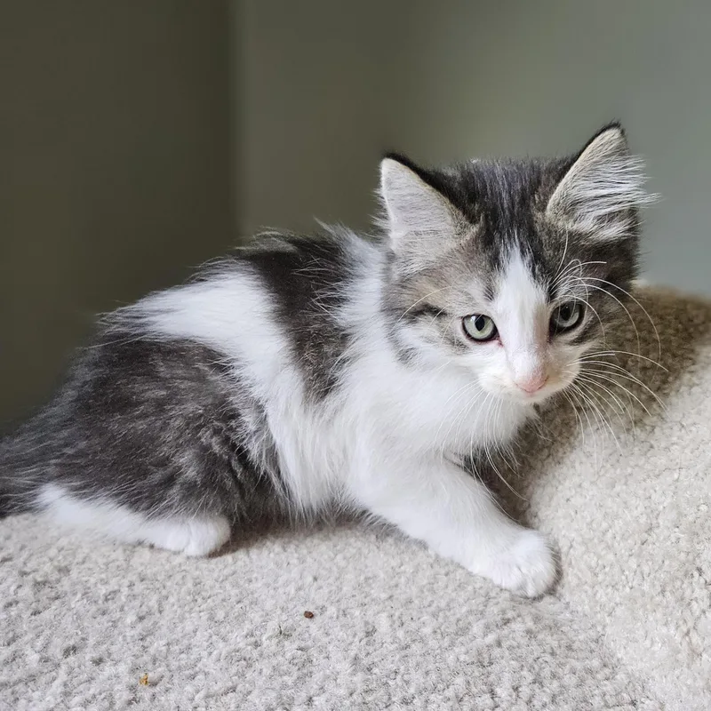 A baby small-sized male Domestic Short Hair cat named Donut for adoption in Verona, WI