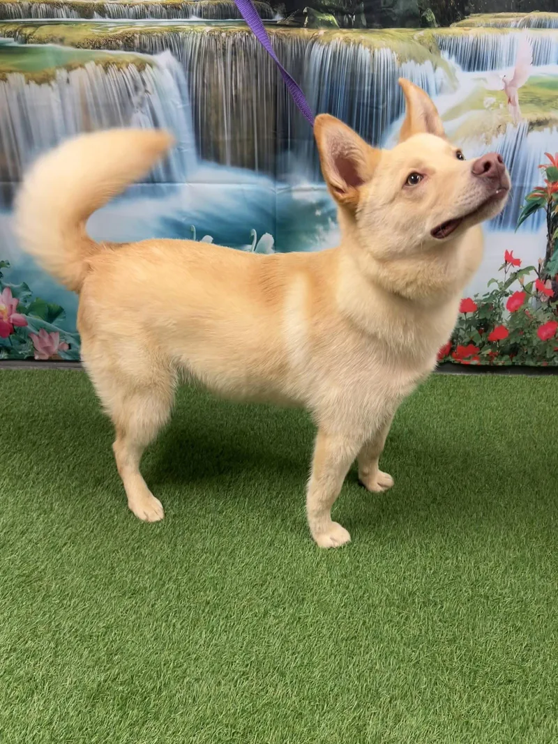 An adult large-sized male Husky dog named Wesley for adoption in Euless, TX