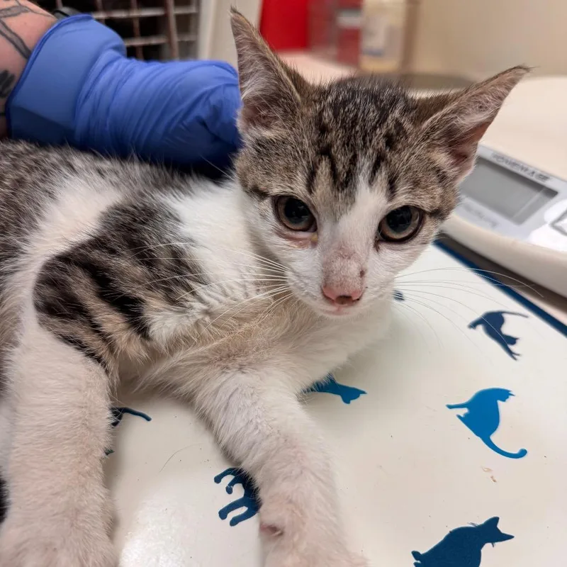 A baby small-sized female Brown / Chocolate Domestic Short Hair cat named Starr for adoption in Lynchburg, VA