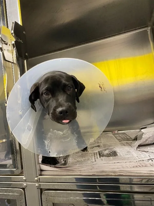 A young large-sized male Black Labrador Retriever dog named King for adoption in Jackson, TN