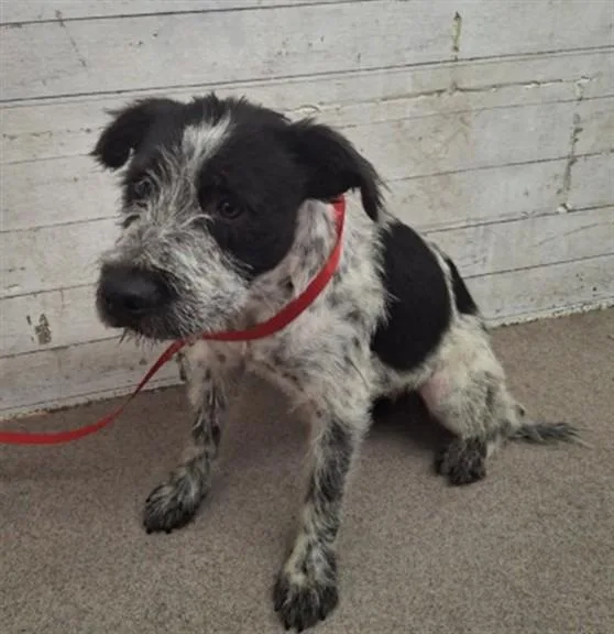 A young large-sized female Australian Cattle Dog / Blue Heeler dog named Wisteria for adoption in San Bernardino, CA