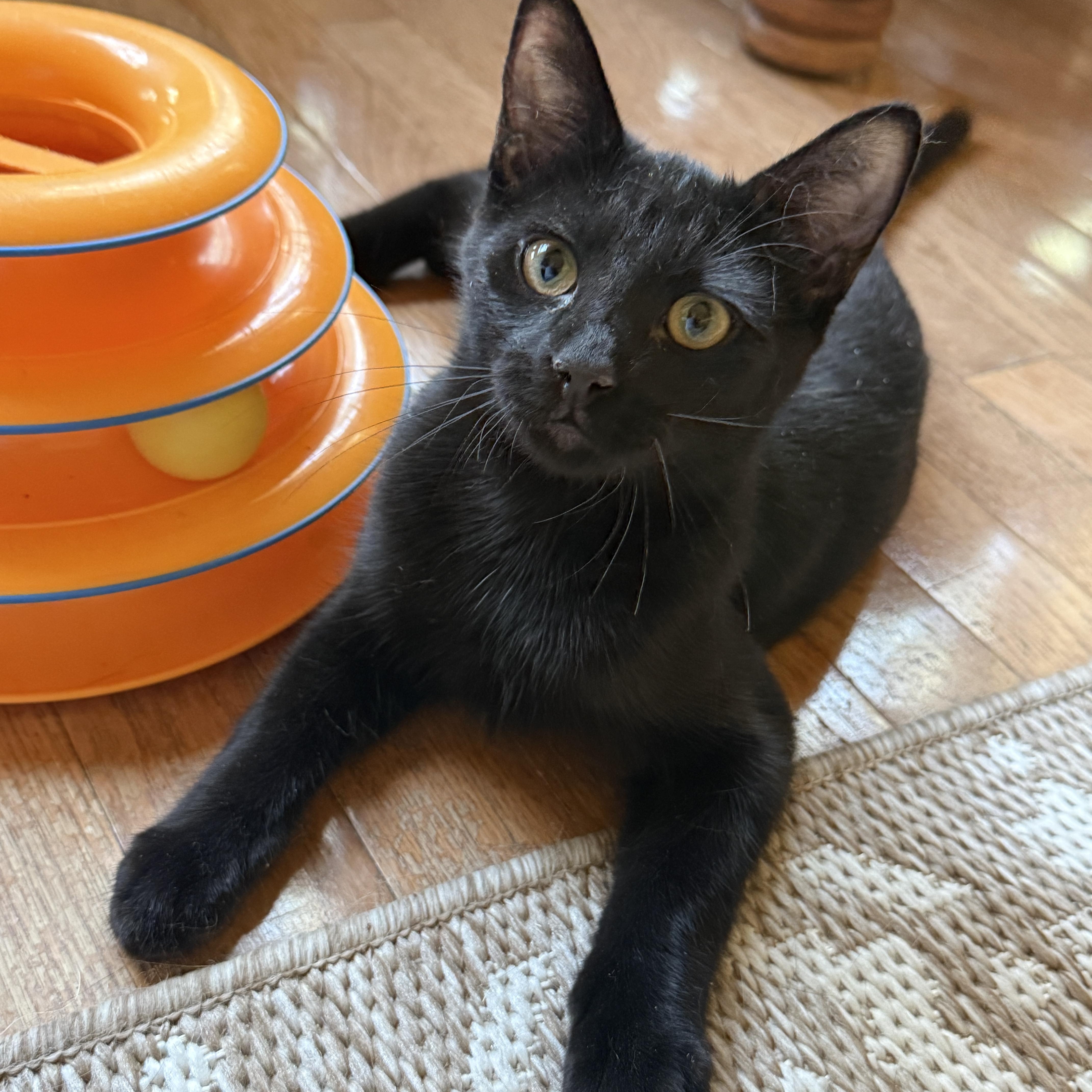 A baby medium-sized male Black Domestic Short Hair cat named Stony for adoption in Keller, TX