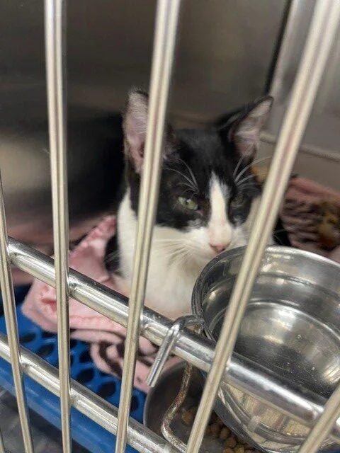 A baby small-sized male White Domestic Short Hair cat named Humpty Dumpty for adoption in Jackson, LA