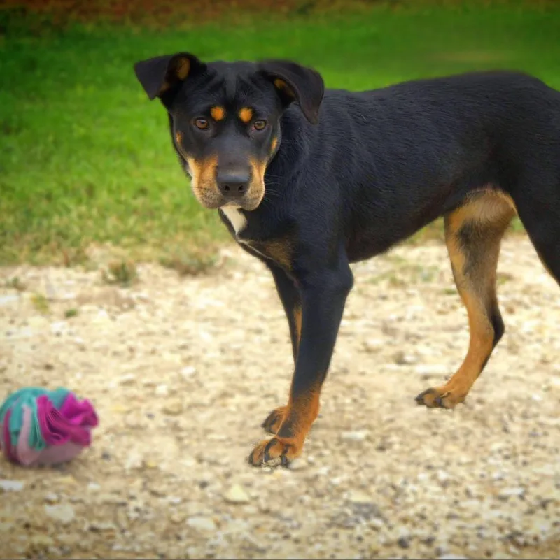 Alice Jum thumbnail 2