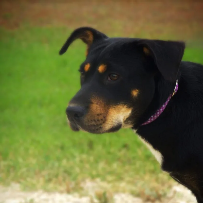 Alice Jum thumbnail 3