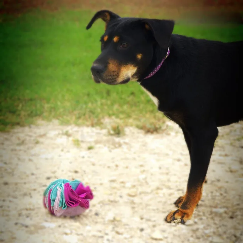 Alice Jum thumbnail 4