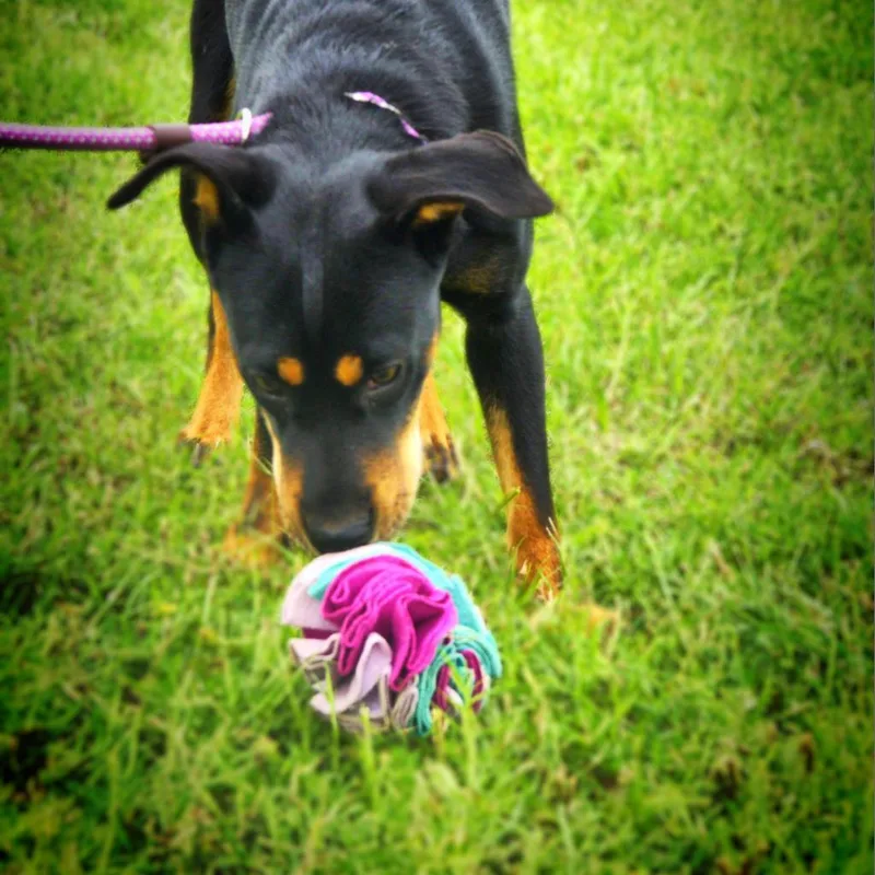 Alice Jum thumbnail 5