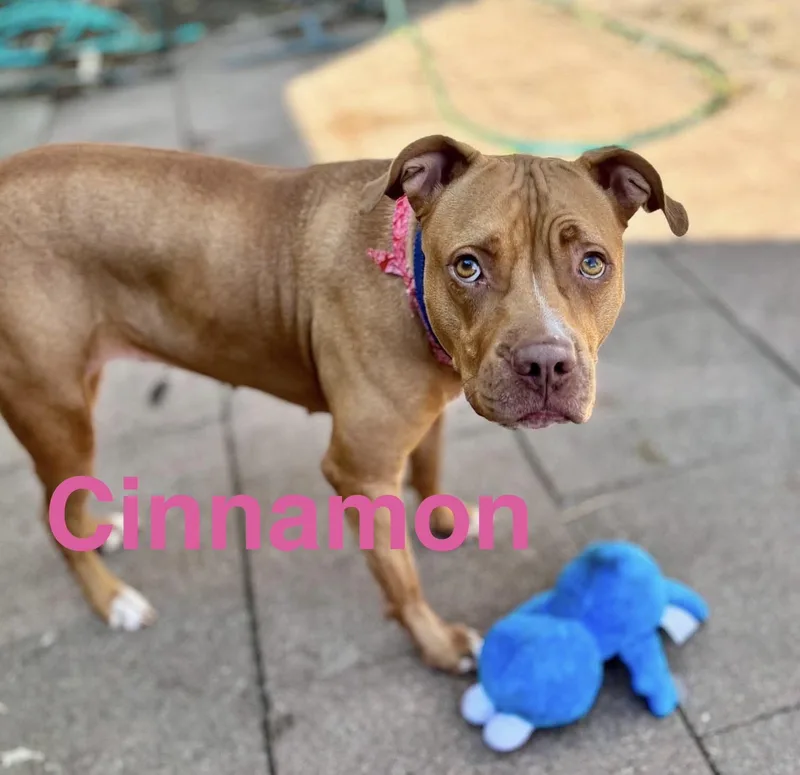 Cinnamon thumbnail 3
