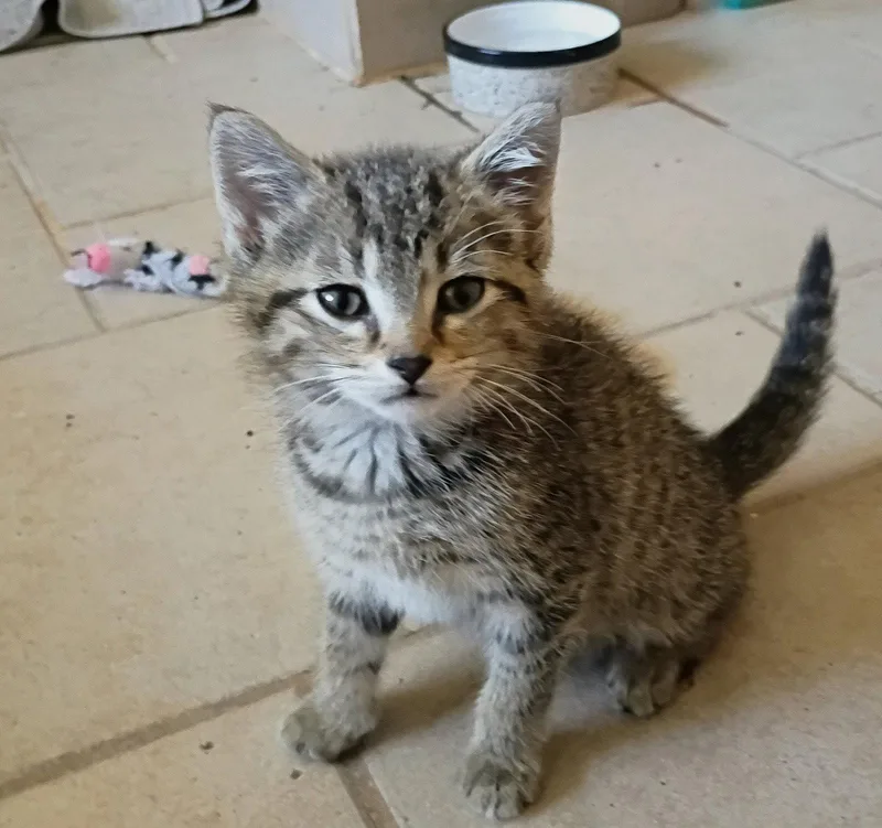 A baby medium-sized male Domestic Short Hair cat named Kirby for adoption in Livonia, MI