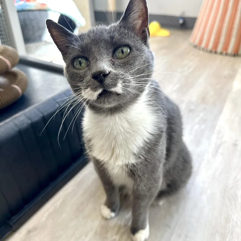 Charolette thumbnail 2