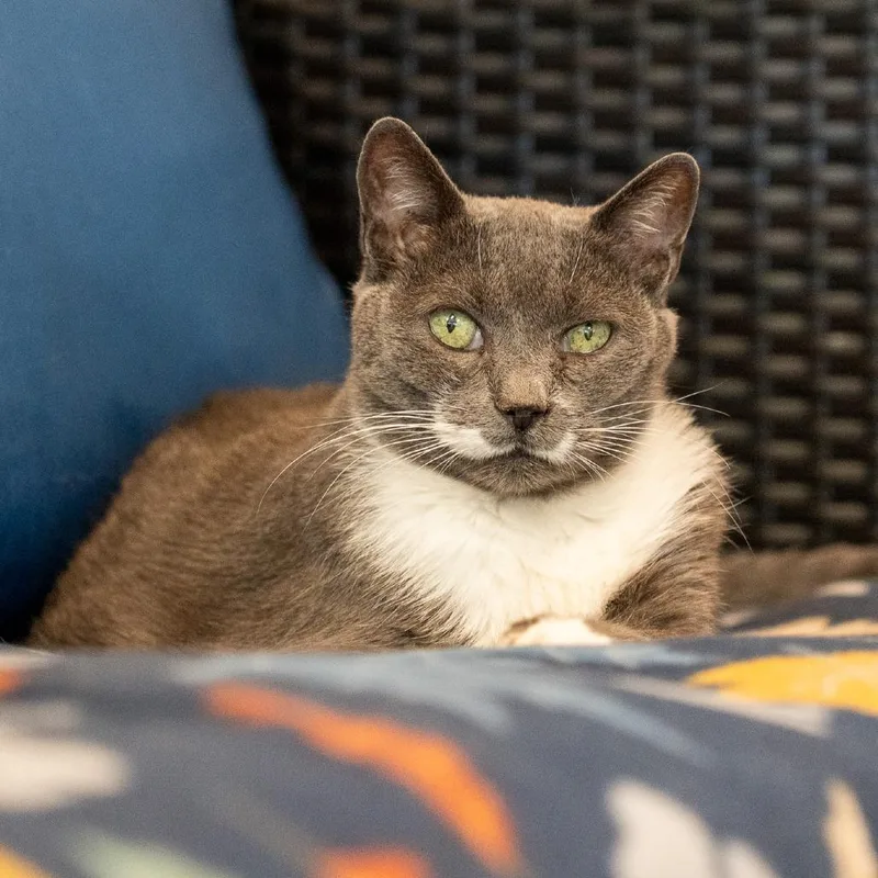 Charolette thumbnail 4