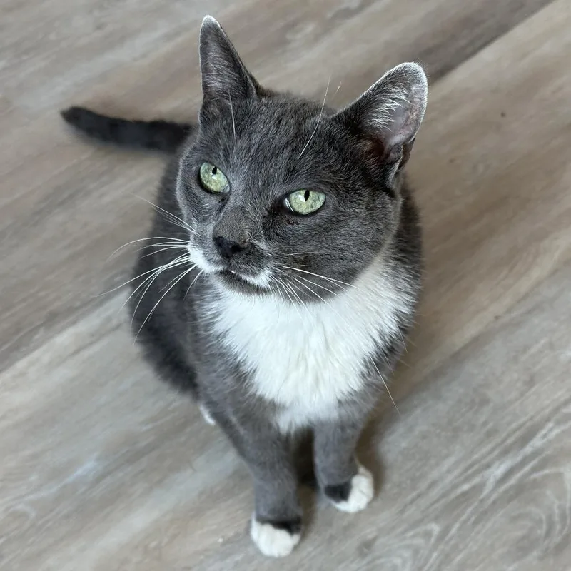 Charolette thumbnail 5