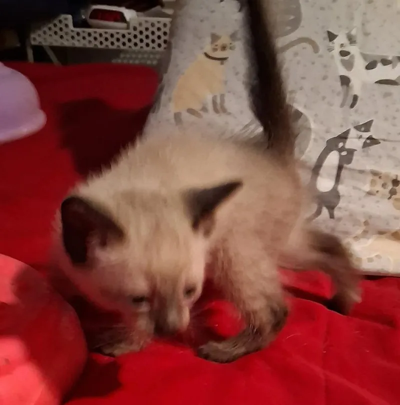 A baby small-sized male Siamese cat named Sable for adoption in Shawnee, OK