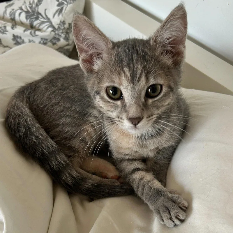 A baby small-sized female Domestic Short Hair cat named Flora for adoption in Phoenix, AZ