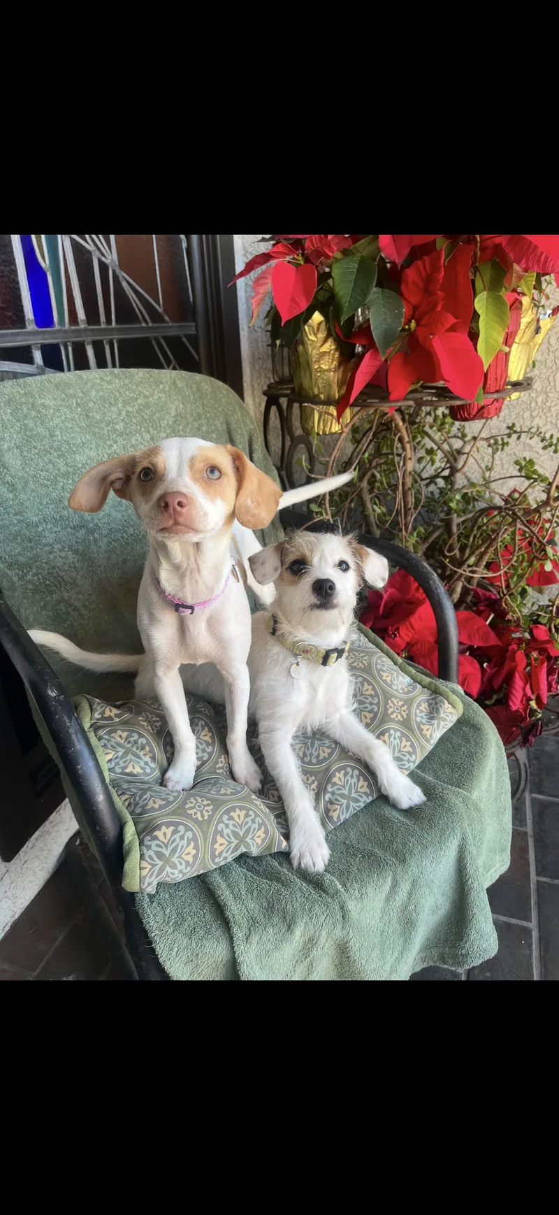 Daisy And Lulu The thumbnail 4