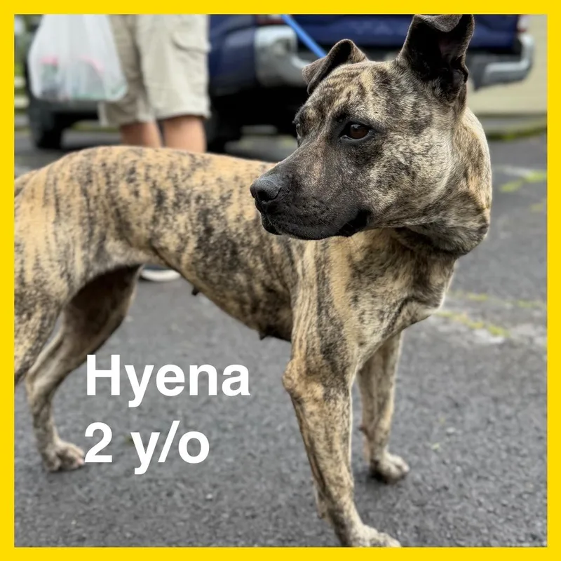 An adult medium-sized female Brindle Mixed Breed dog named Hyena for adoption in Volcano, HI
